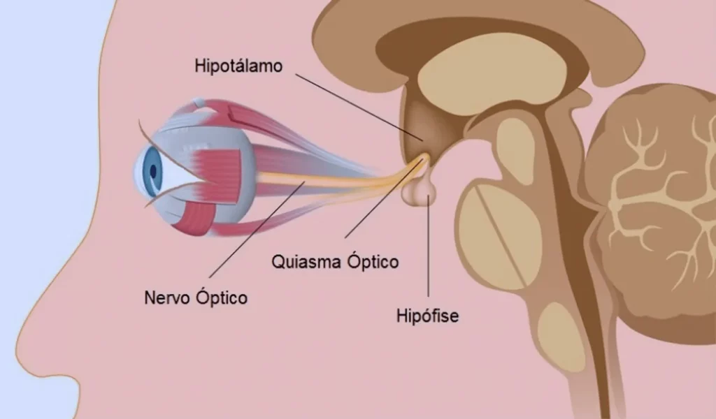 Anatomia Ocular Função do Nervo Óptico e Quiasma Óptico na Visão com PAM (Potencial de Acuidade Macular)